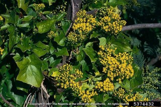 Delairea odorata