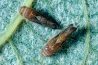 Scaphoideus titanus