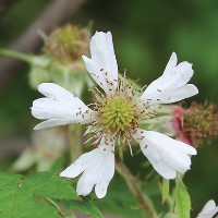 Rubus laciniatus