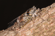 Cicada orni