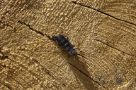Hylotrupes bajulus