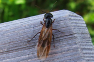 Formica rufa