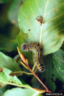 Phalera bucephala