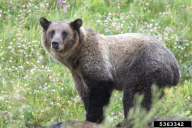 Ursus arctos