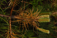 Neodiprion sertifer