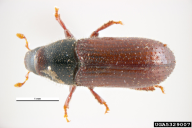 Tomicus minor
