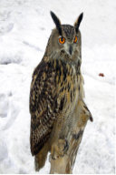 Bubo bubo