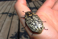 Polyphylla fullo