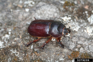 Oryctes nasicornis