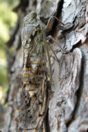 Cicada orni