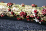 Neonectria neomacrospora