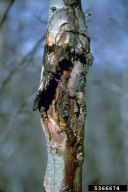 Ceratocystis fimbriata f. platani