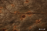 Aecidium berberidis