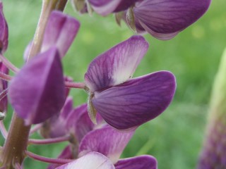 Lupinus polyphyllus