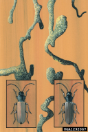 Tetropium castaneum