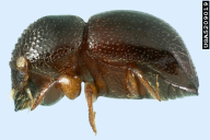 Xyleborus germanus