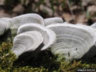 Pallidohirschioporus biformis