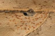 Cronartium asclepiadeum
