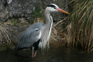 Ardea cinerea