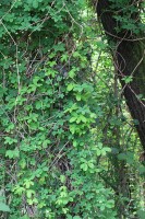 Akebia quinata