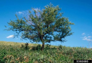 Ulmus pumila