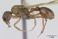 Myrmica ruginodis
