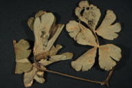 Aecidium aquilegiae