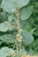 Cuscuta