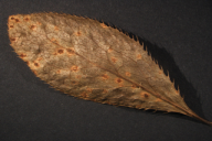 Aecidium berberidis