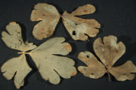 Aecidium aquilegiae