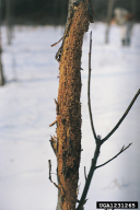 Helicomyia saliciperda