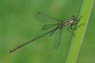 Chalcolestes viridis