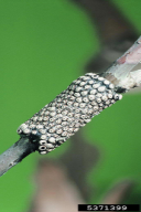 Malacosoma neustria