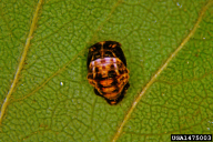 Adalia bipunctata