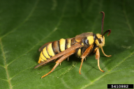 Aegeria apiformis