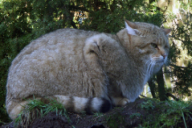 Felis silvestris