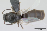 Lasius niger