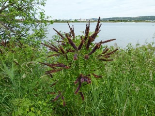 Amorpha fruticosa