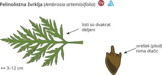 Ambrosia artemisiifolia