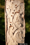 Melanthaxia quadripunctata