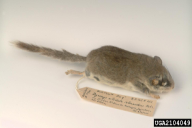 Dryomys nitedula