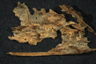 Aecidium erythronii