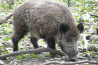 Sus scrofa