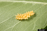 Xanthogaleruca luteola