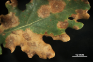 Tubakia dryina