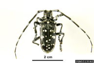 Anoplophora chinensis