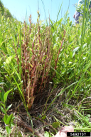 Calyptospora goeppertiana