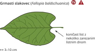 Fallopia baldschuanica