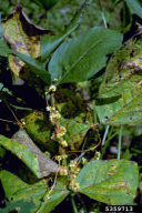 Cuscuta