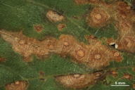 Tubakia dryina